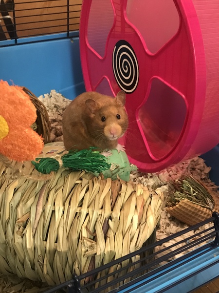 To let my hamster be a house hamster?