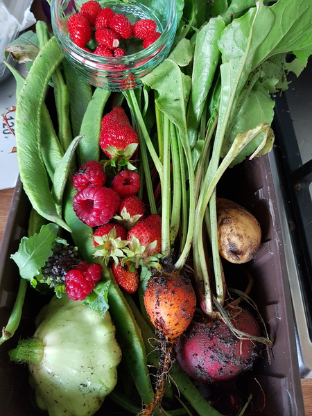 Allotment/Veg Patch Thread 14 ! growing into summer