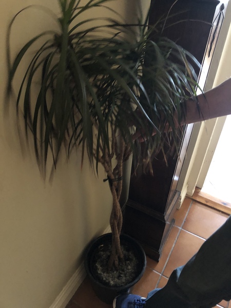 Please help clueless person with indoor plant