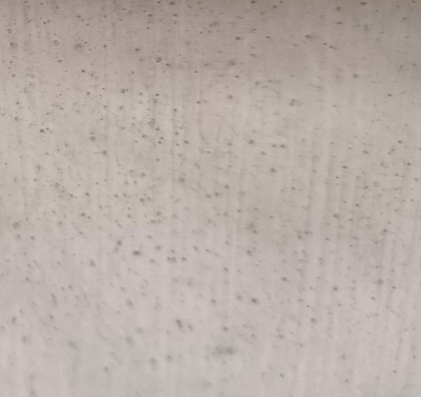 Found this mould behind the sofa in a house I'm interested in