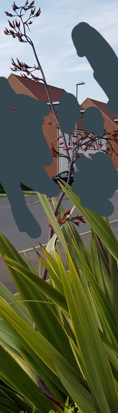 Can anyone help ID this plant