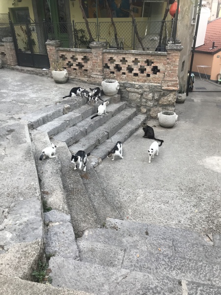 Holiday cats