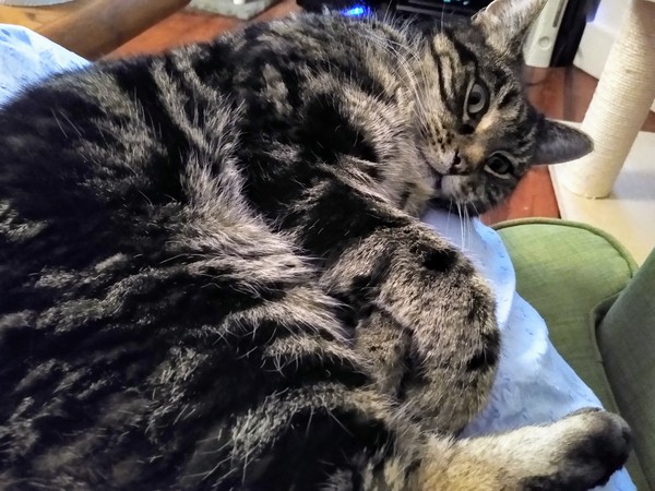 To consider getting a rescue cat with a new baby