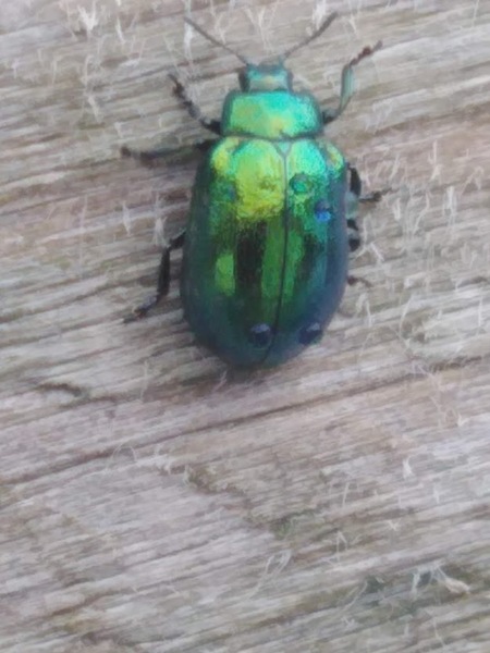 What is this bug please? With cute bug pics!