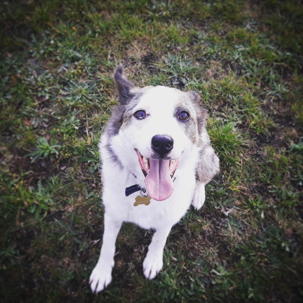 A Sunday night dog photo thread