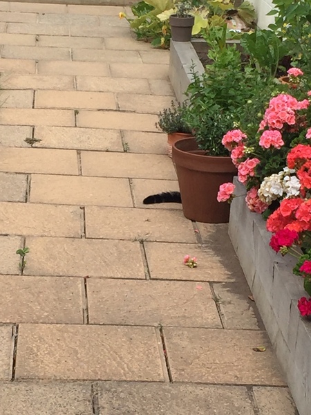 Frugal Friends, planning, saving and considerate spending through July and August