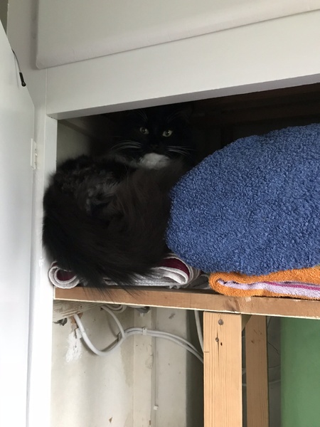 To think the kitchen fruit bowl is not the place for the cat to snooze in!