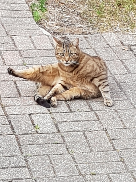 Next door's -thug- cat