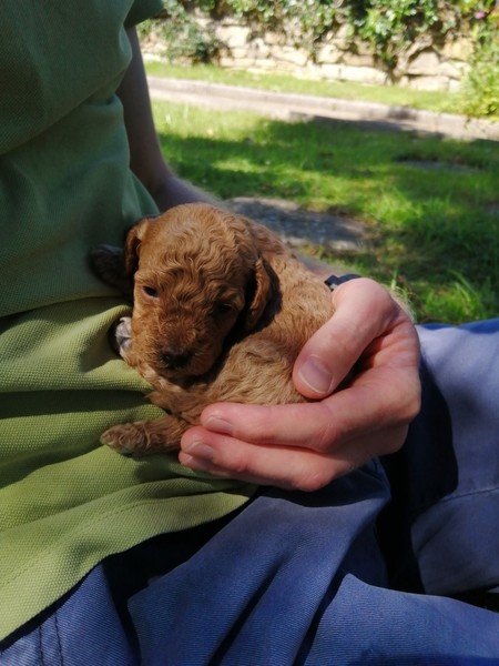 New miniature poodle puppy advice!