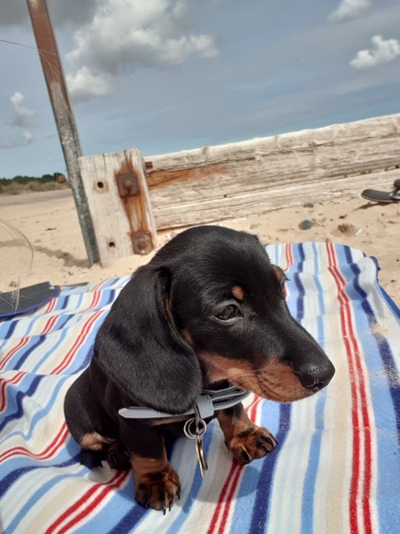 Dachshund owners please help!