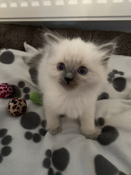 Ragdoll kittens update thread