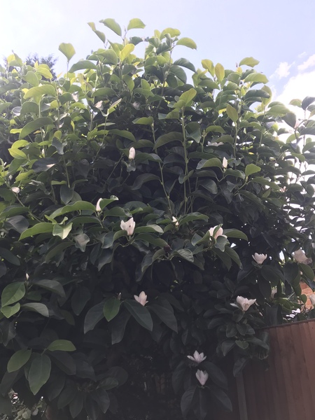 Would this tree in my neighbour’s garden put you off viewing my house?