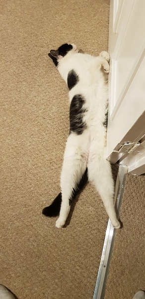 Smooshy tummy