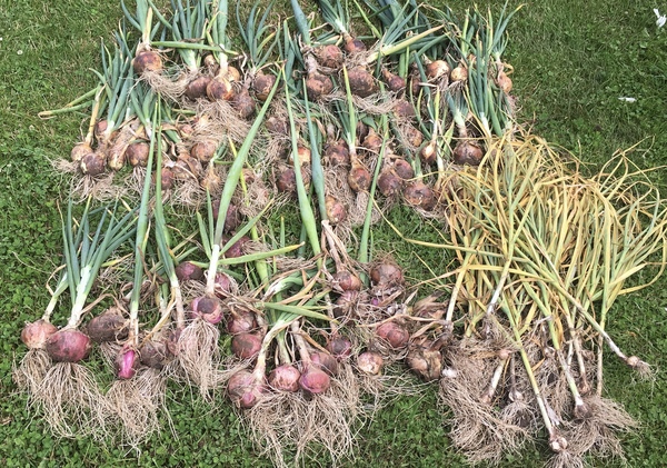 Allotment/Veg Patch Thread 14 ! growing into summer