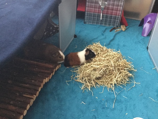 New piggy (with obligatory pigtures)!