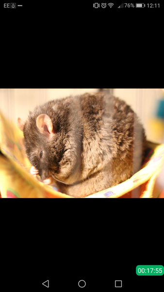 Rats, the full story, please!