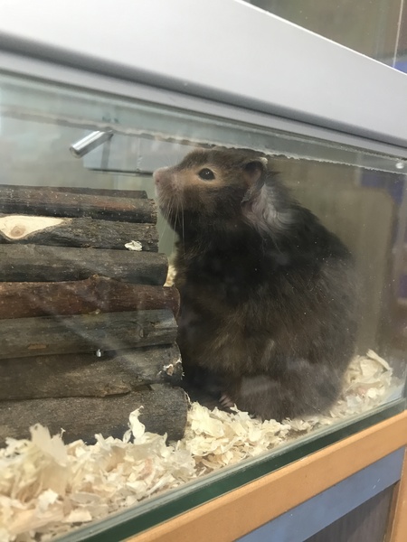 To let my hamster be a house hamster?