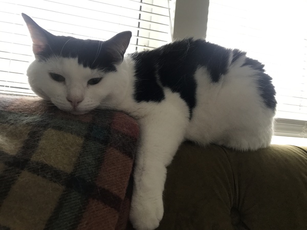 Poor cat having partial seizures