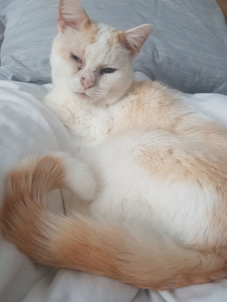 'Adopt don't shop' - tell me about your rescue cats
