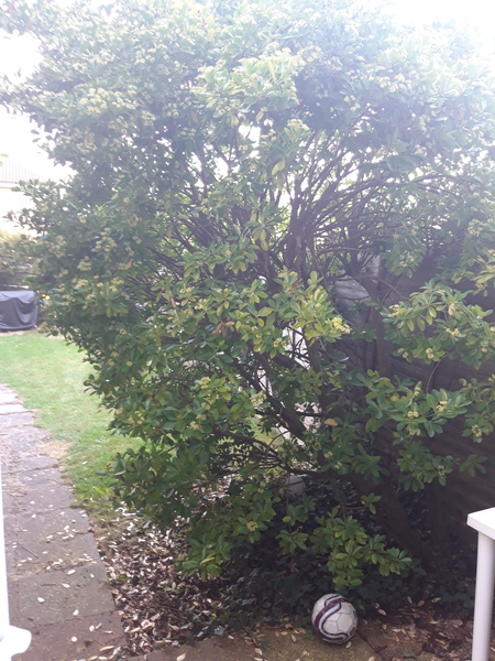 What is this tree?