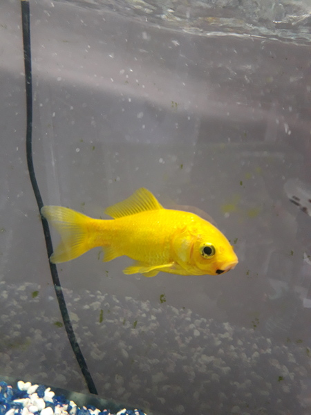 Creating a fish paradise