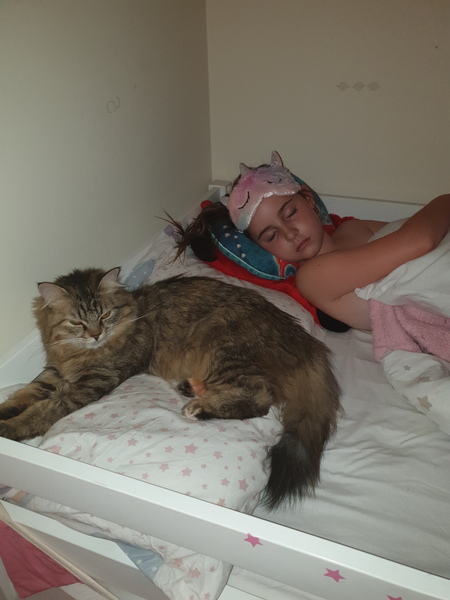 To get a cat?