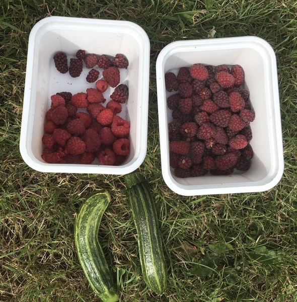 Allotment/Veg Patch Thread 14 ! growing into summer
