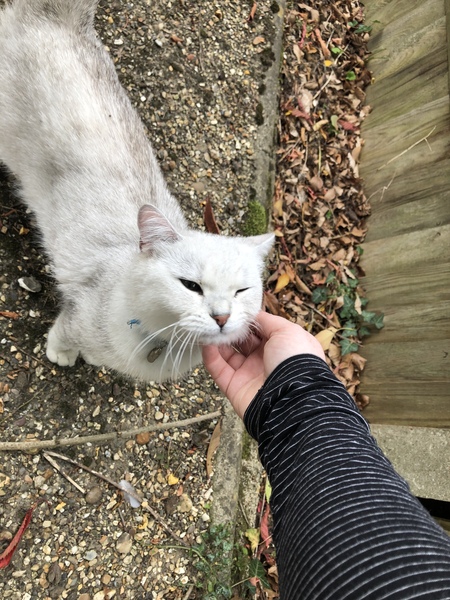Can anyone identify this breed?
