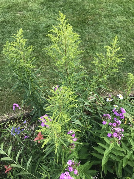 Plant ID help ? Weed