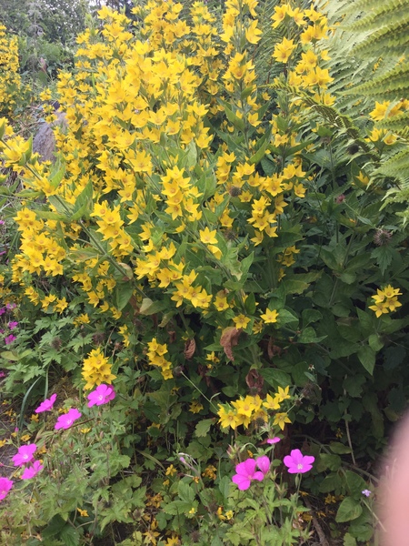 What are these yellow flowers in my garden called?