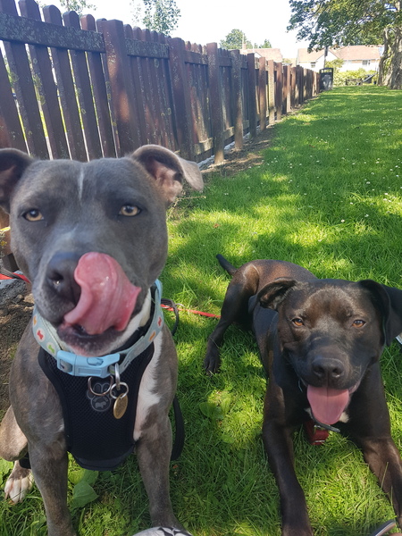 Another dog breed advice thread - sorry!