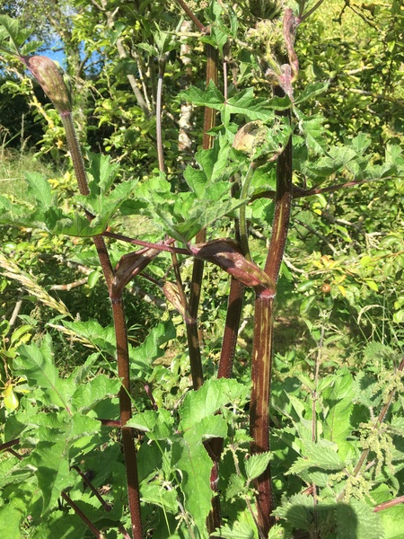 Is this rhubarb?