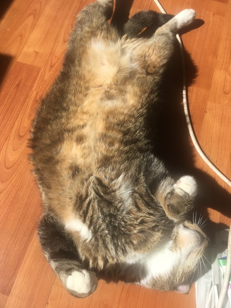 Pilling the cat: 100 easy steps