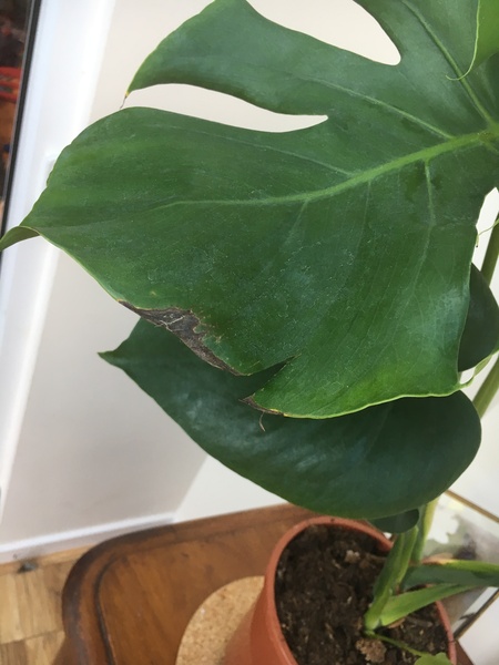 I really don’t want to kill this plant, help??