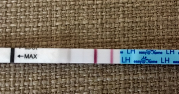 Is this positive ovulation test