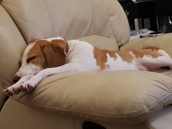 A Sunday night dog photo thread