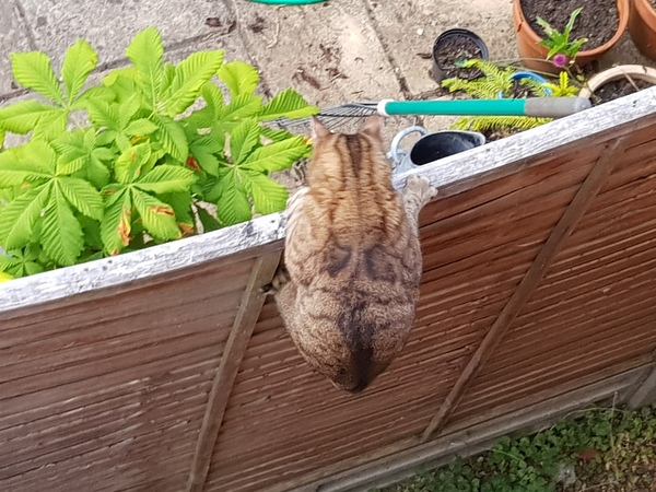 Next door's -thug- cat