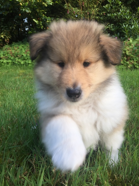 Rough collie or dalmatian - views please!