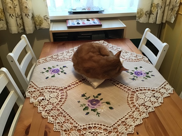 To think the kitchen fruit bowl is not the place for the cat to snooze in!