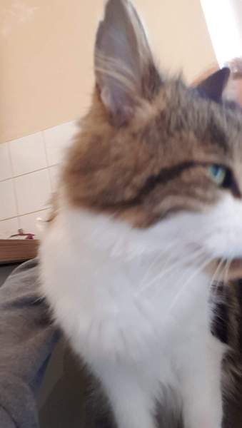 My cat has cancer, when to PTS?