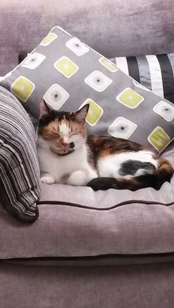 Pilling the cat: 100 easy steps