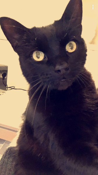 Westministenders: A New Approach? No chance.