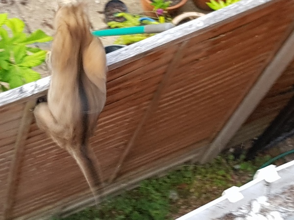 Next door's -thug- cat