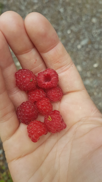 Allotment/Veg Patch Thread 14 ! growing into summer