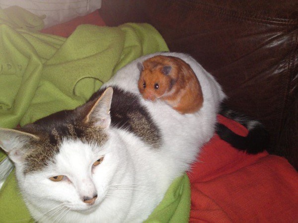To let my hamster be a house hamster?
