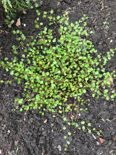 Is planting this plant a good idea?