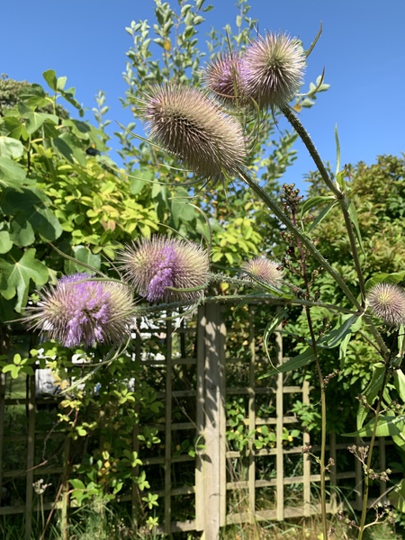 I love my teasel plants and the bees do too.