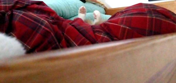 Paws