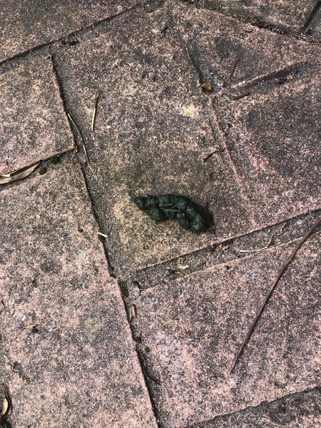 More unidentified shit in the garden