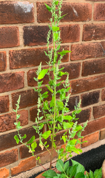 Plant ID please!